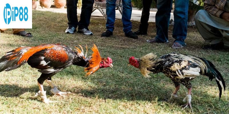 Anh em cần tập trung vào việc theo dõi đánh giá thành tích của các gà chiến